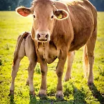 Tanyahaz-oeregtoelgy Vendeghaz Farmház Szár
