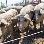 Farmház Tanyahaz-oeregtoelgy Vendeghaz Szár