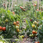 Tanyahaz-oeregtoelgy Vendeghaz Farmház