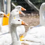 Tanyahaz-oeregtoelgy Vendeghaz Farmház *