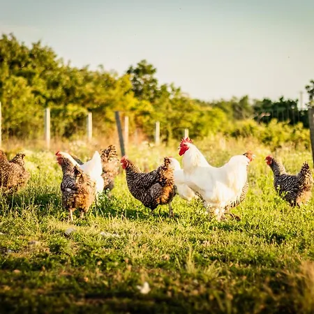 Tanyahaz-oeregtoelgy Vendeghaz Farmház Szár