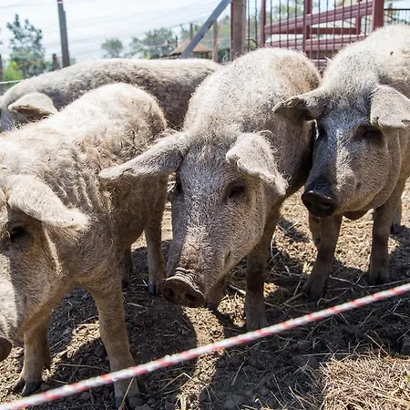 Farmház öregtölgy Szár