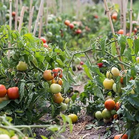 öregtölgy Farmház