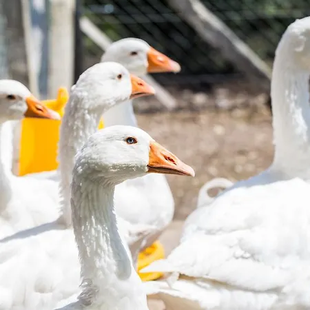 öregtölgy Farmház *
